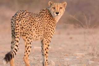 Cheetahs From Namibia