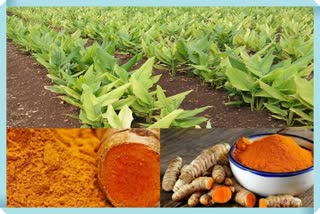 Turmeric Research Centre