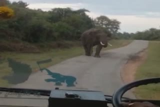 कर्नाटक में बस के सामने आया हाथी