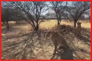 Cheetah in India