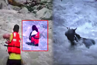 SDRF rescues women and cattle trapped on an island in Yamuna river