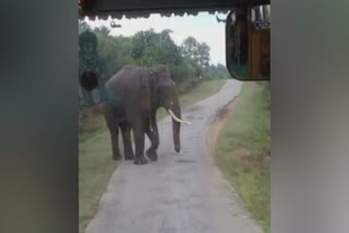 elephant come in front of a bus in ramanagara  elephant come across bus  passengers screamed in terror  elephant in karanataka  ramanagara karnataka elephant  latest news in karanataka  വികൃതി കാട്ടി ഒറ്റയാന  ബസിന് മുമ്പില്‍ വികൃതി കാട്ടി ഒറ്റയാന  ശബ്‌ദം വച്ച് യാത്രക്കാര്‍  രാമങ്കര ജില്ലയില്‍ കാട്ടാന  കാട്ടാനകളുടെ ശല്യം  ബസ് തടഞ്ഞ് ഒറ്റയാന  കര്‍ണാടക ആന  കര്‍ണാടക ഏറ്റവും പുതിയ വാര്‍ത്ത  ഇന്നത്തെ പ്രധാന വാര്‍ത്തകള്‍