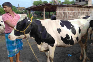 lumpy virus in cattle in Sahibganj