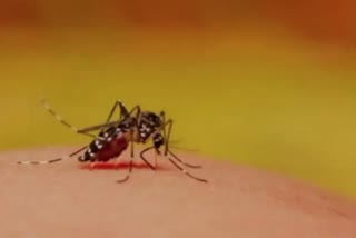 Dengue Outbreak in Bihar