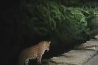 Leopard spotted in Gurugram