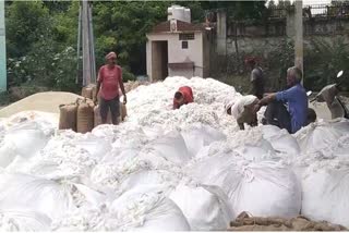 Cotton Crop Affected by less Rain in Alwar
