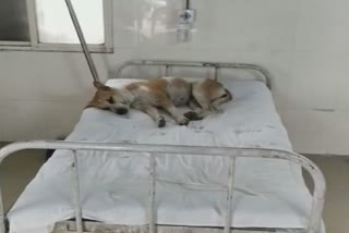 Ratlam Dog resting on government hospital bed