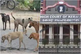 Free treatment for victims of stray dog attacks  High court  stray dog attacks  stray dog attacks in Kerala  stray dog  തെരുവുനായ  ഹൈക്കോടതി  ഹൈക്കോടതിയുടെ ഇടക്കാല ഉത്തരവ്  കുടുംബശ്രീ  Kudumbasree