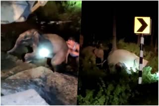 rescue-of-baby-elephant-in-korba-national-highway