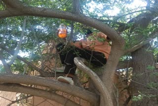 Youth climbs tree with petrol in Jodhpur, Youth threatens self immolation in Jodhpur