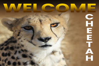 Namibian cheetahs landed in MP Gwalior