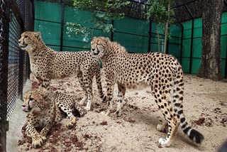 pm modi birthday today cheetahs kuno national park sheopur sheopur namibia