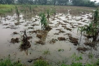 heavy rains Bundelkhand Urad moong crops destroyed