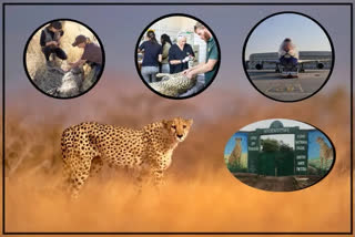 Cheetah Project