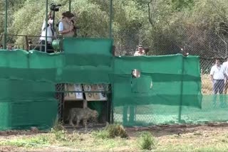 PM Released Cheetah