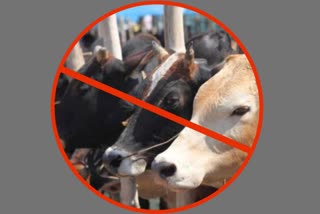 Cow slaughter case in Ranhola outer Delhi