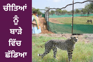PM Modi releases Namibian cheetahs