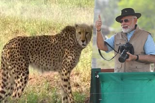 PM  Narendra modi  Prime minister  modi releases Cheetah in India  cheetahs from Namibia  Madhya pradesh Kuno National Park  Kuno National Park  cheetah  Namibia  നമീബിയയില്‍ നിന്നെത്തിച്ച ചീറ്റ  ചീറ്റപ്പുലികളെ ഇന്ത്യന്‍ മണ്ണിലേക്ക്  പ്രധാനമന്ത്രി  ഇന്‍ക്രഡിബിള്‍ ഇന്ത്യ  ഗ്വാളിയര്‍  ചീറ്റ  നരേന്ദ്ര മോദി