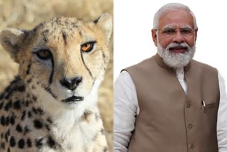 Narendra Modi releases 8 cheetahs in MP