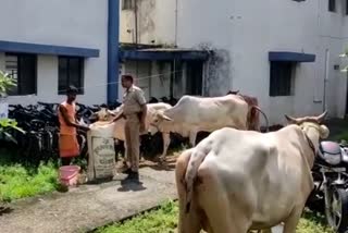 Cattle recovered from two pickup vans in Dhanbad