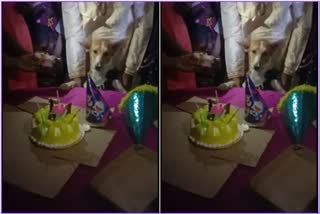 Dog Birthday Celebrations