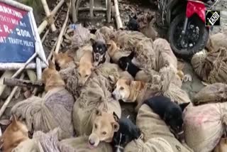 Bokakhat Town  Assam Police  stray dogs  rescued  ഗോലാഘട്ട്  അസം  തെരുവ് നായ  ചാക്കിൽ കെട്ടി ഉപേക്ഷിച്ചു  തെരുവ് നായകളെ ചാക്കിൽ കെട്ടി ഉപേക്ഷിച്ചു  ചാക്കിൽ കെട്ടി  തെരുവ് നായ ശല്യം