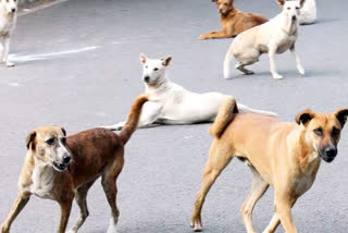 പാമ്പാടിയിൽ തെരുവുനായ അക്രമം  stray dog attack  stray dog attack two house wife  kottayam pambadi  kottayam stray dog  stray dog latest updation  latest news in kottayam  പട്ടി കടിച്ചയാളെ ആശുപത്രിയില്‍ കൊണ്ടുപോകാനെത്തി  സഹായിയെയും വിടാതെ തെരുവുനായ  പാമ്പാടി ഏഴാം മൈലിൽ  വീട്ടമ്മമാര്‍ക്ക് തെരുവ് നായയുടെ ആക്രമണം  തെരുവ് നായയുടെ ആക്രമണം  പേവിഷബാധ  കോട്ടയത്ത് തെരുവുനായ ആക്രമണം  കോട്ടയത്ത് വീട്ടമ്മമാരെ നായ കടിച്ചു  തെരുവ് നായ ഏറ്റവും പുതിയ വാര്‍ത്ത  കോട്ടയം ഇന്നത്തെ പ്രധാന വാര്‍ത്ത  ഏറ്റവും പുതിയ വാര്‍ത്തകള്‍