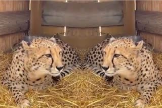 Kuno national park Buffalo meat fed to cheetahs