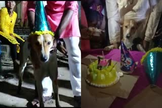 dog-birthday-celebrated-in-mirzapur