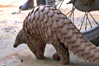 rare-pangolin-rescued-in-anekal