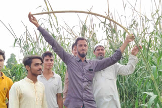 Turkey millet cultivation In Nuh