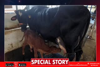 Sahiwal Calf born through IVF Technology