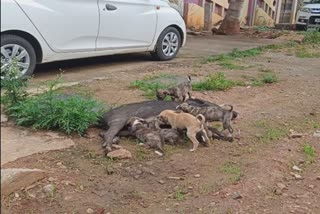 ನಾಯಿ ಮರಿಗಳಿಗೆ ಹಾಲುಣಿಸಿ ಮಾತೃಪ್ರೇಮ ತೋರಿದ ಹಂದಿ