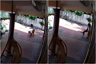 സംഭവ സ്ഥലം ഉമ്മൻ ചാണ്ടി സന്ദർശിച്ചു  stary dog attack in kottayam pambadi  stary dog attack  തെരുവ് നായ കടിച്ചു  തെരുവ് നായ ആക്രമണം  തെരുവ് നായ ശല്യം  പട്ടി കടിച്ചു  തെരുവ് നായ ആക്രമണം  പാമ്പാടി  പാമ്പാടി ഏഴാംമൈൽ  തെരുവ് നായയുടെ കടിയേറ്റു