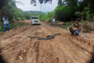 15 foot long venomous cobra terrorizes locals in Andhra Pradesh