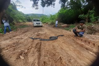 a-15-foot-cobra-terrorized-the-locals-in-anakapalli-district-ap