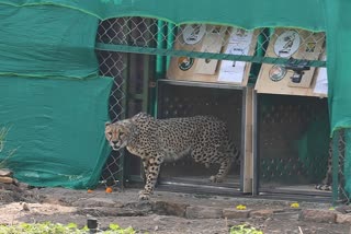 sheopur_kuno_first_day_of_cheetahs_on_indian_soil