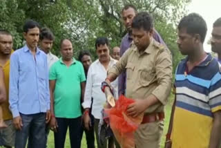 Dead ivory tusk found in Ramgarh