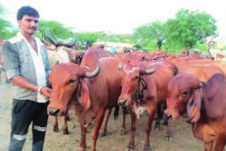 Mumbai Police prohibit transportation of cattle to curb spread of lumpy skin disease