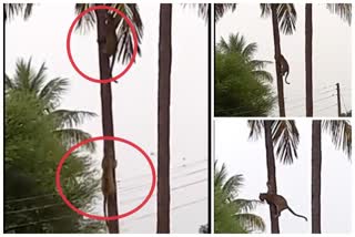 leopard climbing coconut tree