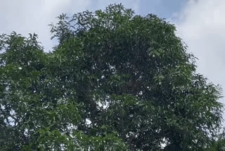 Leopard climbing on Tree top  Video viral of Leopard climbing on Tree  Leopard video twitted by IFS Praveen Kaswan  ಮರದಲ್ಲಿ ಚಿರತೆ  ಐಎಫ್​ಎಸ್​ ಅಧಿಕಾರಿ ಪ್ರವೀಣ್​ ಕಾಸ್ವಾನ್  ವಿಡಿಯೋ ಸಾಮಾಜಿಕ ಜಾಲತಾಣದಲ್ಲಿ ವೈರಲ್  ಭಾರತೀಯ ಅರಣ್ಯ ಸೇವೆಯ ಅಧಿಕಾರಿ ಪ್ರವೀಣ್​ ಕಾಸ್ವಾನ್  ಮರದಲ್ಲಿ ಚಿರತೆ ಆಯಾಗಿ ನಿದ್ದೆ  ಮರದ ತುದಿಯಲ್ಲಿ ಚಿರತೆ  ಮರದ ತುದಿಯಲ್ಲಿ ಚಿರತೆ  ವನ್ಯಜೀವಿ ನಿರ್ವಹಣೆಯು ದೈನಂದಿನ ಸಾಹಸದ ಕ್ಷೇತ್ರ