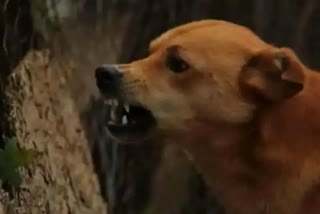 stray dog attack vizhinjam thiruvananthapuram  stray dog attack vizhinjam  vizhinjam stray dog attack  stray dog attack  stray dog attack kerala  dog attack  തെരുവുനായ ആക്രമണം  തെരുവുനായ ശല്യം  തെരുവുനായ കടിച്ചു  തെരുവുനായ ആക്രമിച്ചു  തെരുവുനായ  പട്ടി ശല്യം  പട്ടി കടിച്ചു  തെരുവുനായ ആക്രമിച്ചു  വിഴിഞ്ഞത്ത് തെരുവുനായ ആക്രമണം  തെരുവുനായയുടെ കടിയേറ്റു  വിഴിഞ്ഞം കോട്ടുമുകള്‍