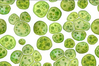 Climate change threatens food but microscopic algae offer answers