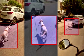 Rajasthan doctor ties dog to car, drags it on road