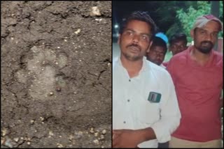 Leopard spotted on the outskirts of Chandaraki village