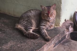 Missing cat found in kottayam  cat love  cat missing  pet love  പൂച്ച സ്‌നേഹം  പൂച്ച തിരിച്ചെത്തി  പൂച്ചയെ കാണാനില്ല  പൂച്ചയെ കണ്ടെത്തി  രതീഷ് പൂച്ച  കോട്ടയം പൂച്ച  പൂച്ച സ്‌നേഹം  വളർത്തുമൃഗം  വളർത്തുമൃഗ സ്‌നേഹം