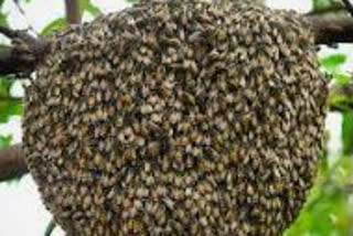 Jumbo beehive in home garners attention in Telangana village
