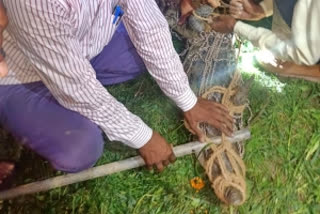 A giant Crocodile rescued from a village in Haridwar