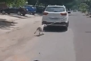 video shows dog tied to car being dragged on road in jodhpur rajasthan