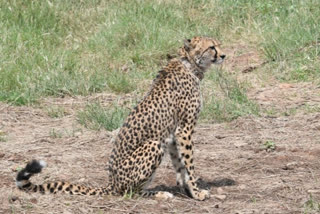 Cheetahs brought from Namibia savour their first meal in India